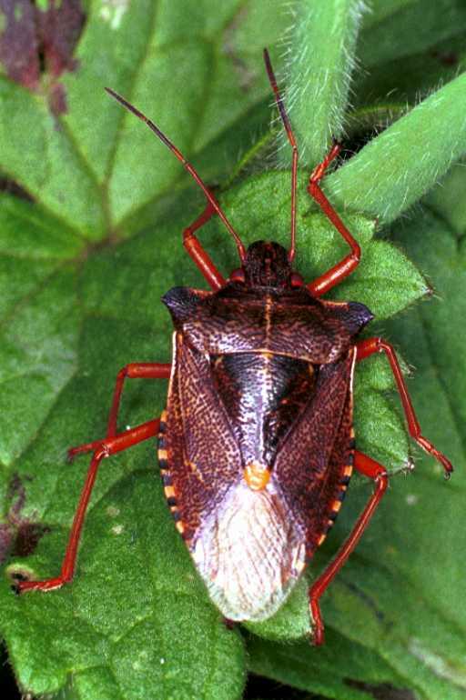 Pentatoma_rufipes_RF0750_Z_82_Les Gris_Frankrijk.jpg